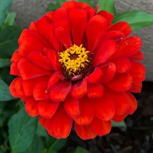 Meet your Posher, Michele